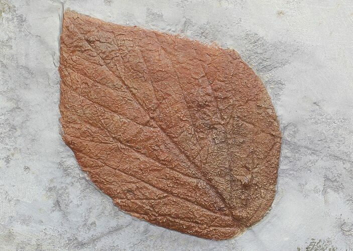 Fossil Leaf (Beringiaphyllum) - Montana #68118